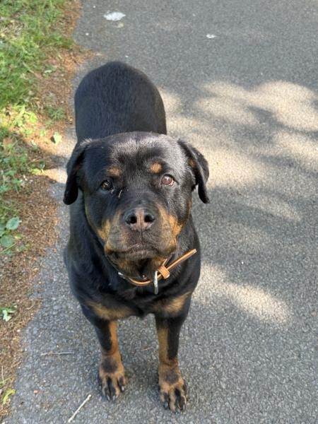 Donne rottweiler femelle 6 ans - Loire Atlantique