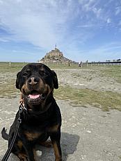 Donne rottweiler femelle 6 ans - Loire Atlantique - Photo 2