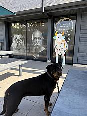 Donne rottweiler femelle 6 ans - Loire Atlantique - Photo 3