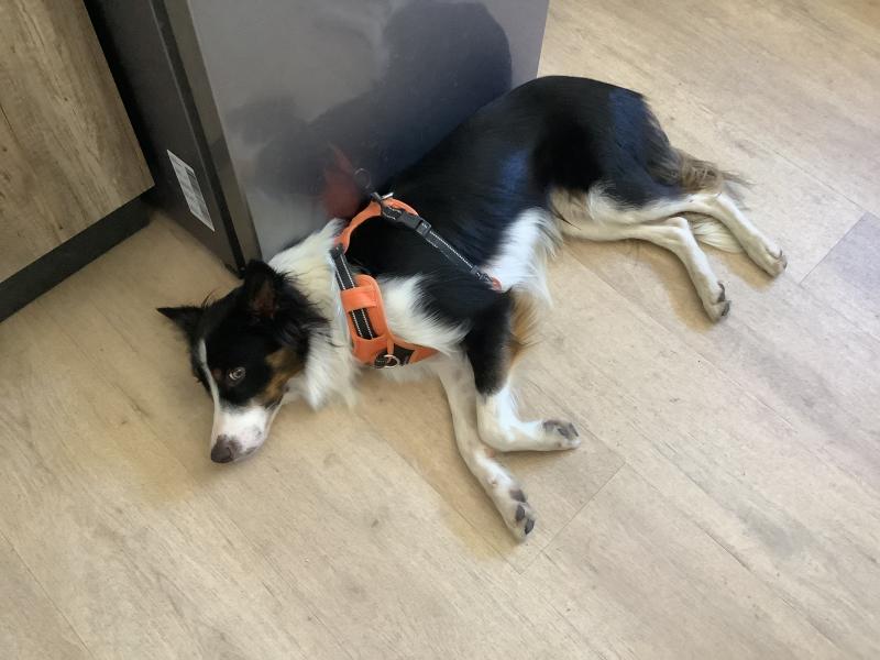 Donne Alto border collie mâle 1 an - Charente