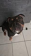 Donne Isco américain Bully trico bleu mâle 5 ans - Pas de Calais - Photo 2