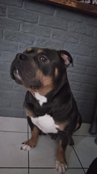 Donne Isco américain Bully trico bleu mâle 5 ans - Pas de Calais