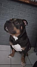 Donne Isco américain Bully trico bleu mâle 5 ans - Pas de Calais
