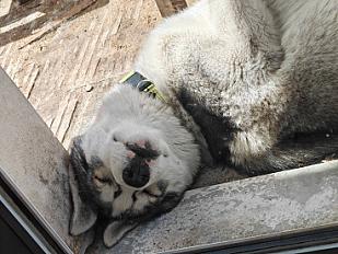 Donne Breize husky de sibérie mâle chiot 6 mois - Loir et Cher - Photo 2