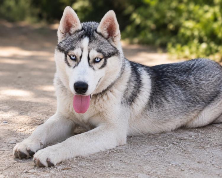 Donne Breize husky de sibérie mâle chiot 6 mois - Loir et Cher