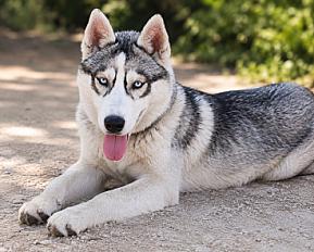 Donne Breize husky de sibérie mâle chiot 6 mois - Loir et Cher