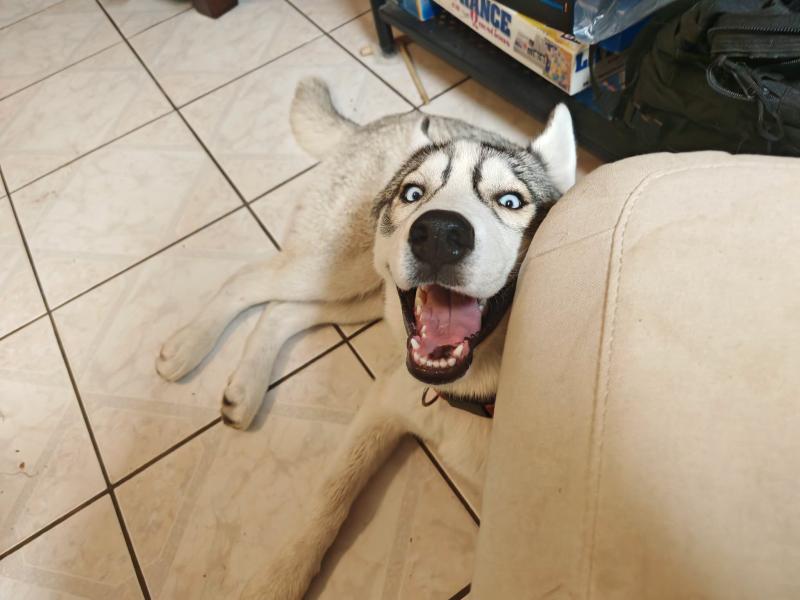 Donne Bonnie husky de sibérie femelle chiot 7 mois - Loir et Cher