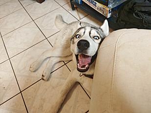 Donne Bonnie husky de sibérie femelle chiot 7 mois - Loir et Cher