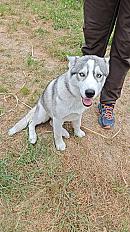 Donne Bonnie husky de sibérie femelle chiot 7 mois - Loir et Cher - Photo 2
