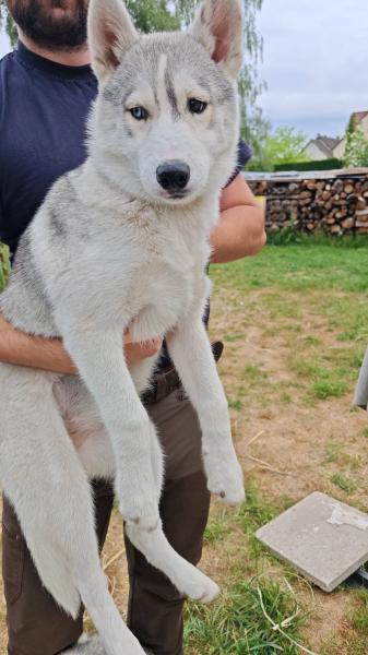 Donne Bella husky de sibérie femelle chiot 6 mois - Loir et Cher