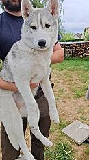 Donne Bella husky de sibérie femelle chiot 6 mois - Loir et Cher