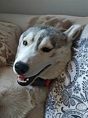 Donne Bella husky de sibérie femelle chiot 6 mois - Loir et Cher - Photo 2