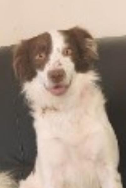 Donne Alpha border collie X épagneul breton mâle 5 ans - Doubs