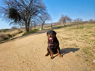Donne Ubeu rottweiler mâle 4 ans - Aube - Photo 2