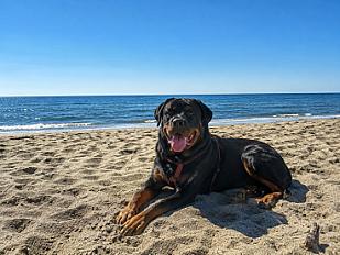 Donne Ubeu rottweiler mâle 4 ans - Aube