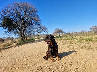 Donne Ubeu rottweiler mâle 4 ans - Aube - Photo 3