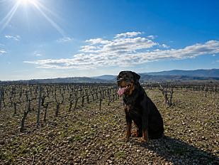 Donne Ubeu rottweiler mâle 4 ans - Aube - Photo 4