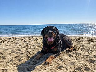 Donne Ubeu rottweiler mâle 4 ans - Aube - Photo 5