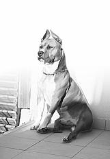 Donne Django Labrador X Boxer mâle 5 ans - Var