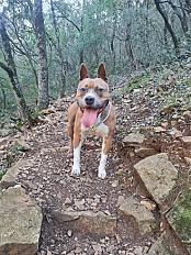 Donne Django Labrador X Boxer mâle 5 ans - Var - Photo 2