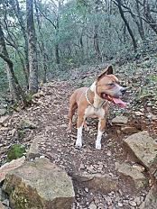 Donne Django Labrador X Boxer mâle 5 ans - Var - Photo 3