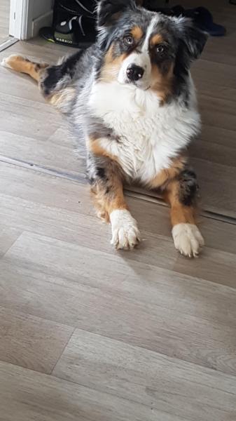 Donne berger australien mâle 2 ans - Nord