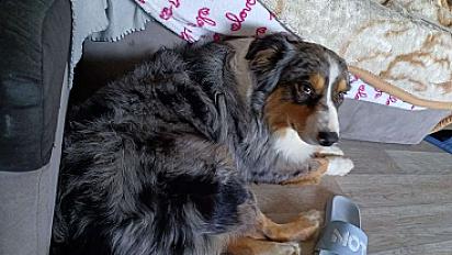 Donne berger australien mâle 2 ans - Nord - Photo 2