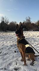 Donne malinois mâle 3 ans - Moselle - Photo 2