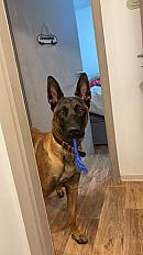 Donne malinois mâle 3 ans - Moselle