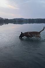Donne malinois mâle 3 ans - Moselle - Photo 3
