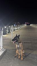 Donne malinois mâle 3 ans - Moselle - Photo 4