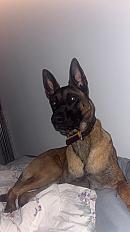Donne malinois mâle 3 ans - Moselle - Photo 5