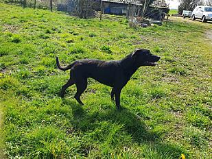 Donne Gypsi labrador X malinois femelle 10 ans - Ain - Photo 2