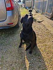 Donne Gypsi labrador X malinois femelle 10 ans - Ain - Photo 3