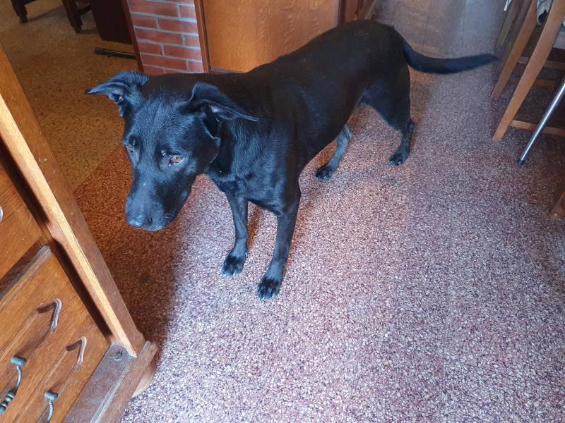Donne Gypsi labrador X malinois femelle 10 ans - Ain