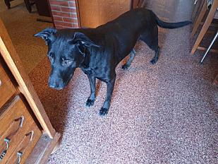 Donne Gypsi labrador X malinois femelle 10 ans - Ain