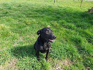 Donne Gypsi labrador X malinois femelle 10 ans - Ain - Photo 4