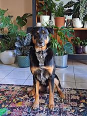 Donne Noé beauceron X border collie mâle 3 ans - Charente Maritime - Photo 2