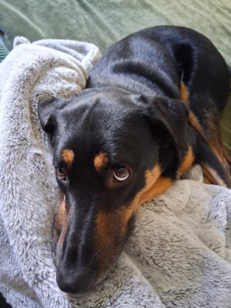 Donne Noé beauceron X border collie mâle 3 ans - Charente Maritime