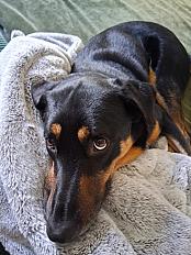 Donne Noé beauceron X border collie mâle 3 ans - Charente Maritime