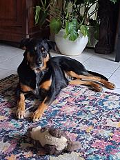 Donne Noé beauceron X border collie mâle 3 ans - Charente Maritime - Photo 3