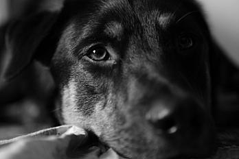 Donne Noé beauceron X border collie mâle 3 ans - Charente Maritime - Photo 4