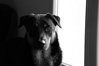 Donne Noé beauceron X border collie mâle 3 ans - Charente Maritime - Photo 5