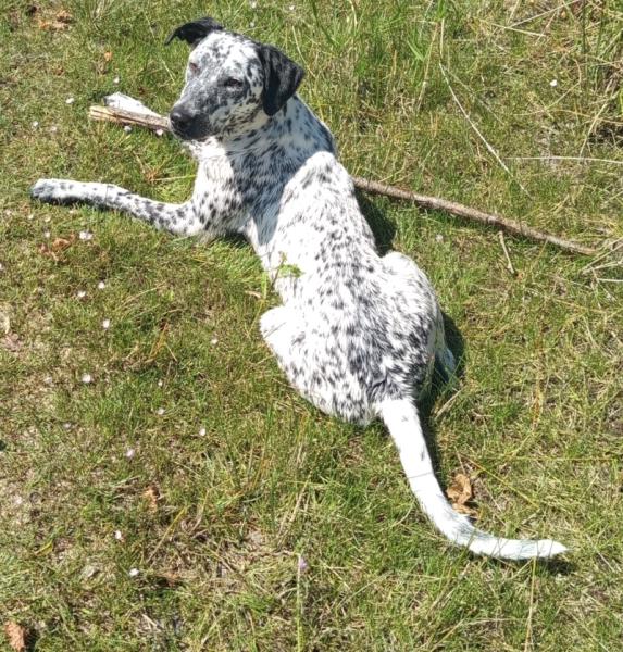 Donne dalmatien X border collie femelle chiot 10 mois - Charente Maritime