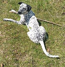Donne dalmatien X border collie femelle chiot 10 mois - Charente Maritime