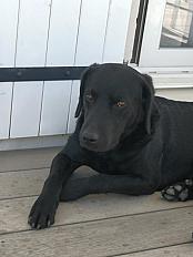 Donne labrador mâle 7 ans - Bouches du Rhône - Photo 2