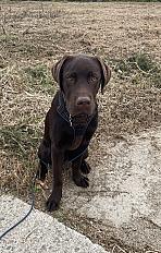 Donne labrador chocolat mâle chiot 7 mois - Finistère - Photo 2