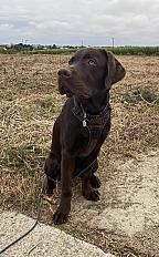 Donne labrador chocolat mâle chiot 7 mois - Finistère - Photo 3