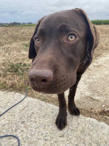 Donne labrador chocolat mâle chiot 7 mois - Finistère