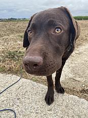 Donne labrador chocolat mâle chiot 7 mois - Finistère